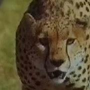 Cheetah Dangerous Creatures