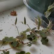 Clover Seed Explosion Slow Motion 240 Hz