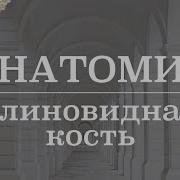 Клиновидная кость строение как запомнить Анатомия