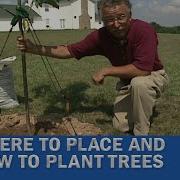 How To Plant Trees And Where To Place Them The Great Outdoors