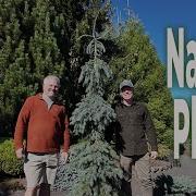 Super Useful Narrow Conifers Plants For Small Spaces