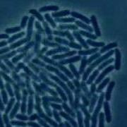 Bacteria Growth