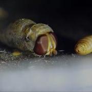 Hoverfly Emerging