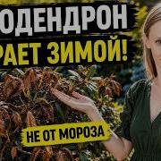 РОДОДЕНДРОН больше НЕ погибнет 5 ОШИБОК которые убивают этот кустарник