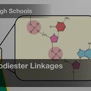 Phosphodiester Linkages Bio Video Textbooks Preview