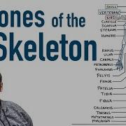 Bones Of The Skeleton