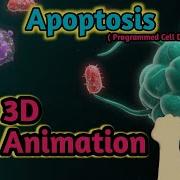 Apoptosis 3D Animation Programmed Cell Death