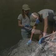 Water Sampling For Environmental DNA EDNA A Video Clip