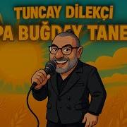 Tuncay Dilekçi Arpa Buğday Taneler Arpabuğdaytaneler