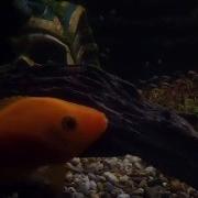 My Red Devil Pair