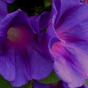 Time Lapse Of Morning Glory Flowers Opening