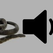 Snake Hiss Sound Effect