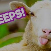 Sheep Being Sheepish Funny Sheep Compilation Thatpetlife
