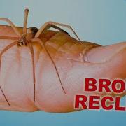 Will It Bite Me Handling A Brown Recluse