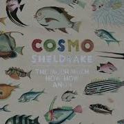 Wriggle Sped Up Cosmo Sheldrake