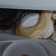 Ball Python Some Breeding Behavior