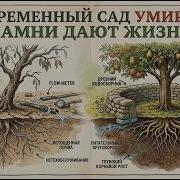 60 лет без полива один забытый метод Римской империи который ломает правила садоводства