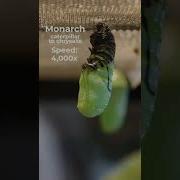 Monarch Caterpillar To Chrysalis In 15 Seconds Monarchbutterfly Metamorphosis
