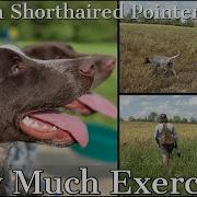 German Shorthaired Pointer How Much Exercise Does A GSP Really Need