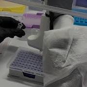 HOW TO PERFORM COVID 19 PCR QuantStudio 12K Flex Real Time PCR System