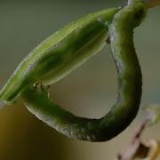 Гусеницы едят взрывающиеся семенные коробочки BBC Earth
