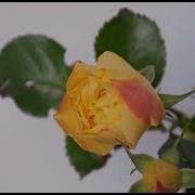 Blooming Rose Timelapse Mywoodlife