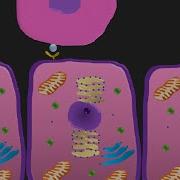 APOPTOSIS PROGRAMMED CELL DEATH INTRINSIC EXTRINSIC PATHWAY ANIMATION DENTAL OCCLUSION