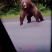 Bear With Rabies Shorts Animals Attack Cocainebear
