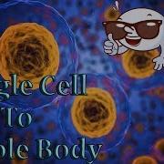 How Does A Single Cell Become A Whole Body Human Cell Development System