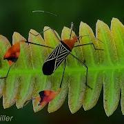 Why Does This Bug Has Red Flags