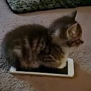 Cats Acting Weird