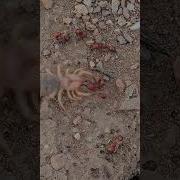 Sun Spider Solifugae Killing Fire Ants