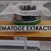 NEMATODE EXTRACTION BAERMANN FUNNEL METHOD