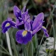 Iris Classification Project