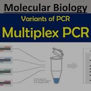 Multiplex PCR Variants Of PCR Polymerasechainreaction Pkprabhakar