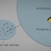 MOOC Côté Labo Technique D étude Des Protéines Cellulaires Western Blot Les Principes