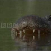 Alligators Thks Fr Th Mmrs