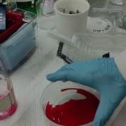 Электрофорез в полиакриламидном геле и вестерн блоттинг SDS PAGE Western Blotting Protocol