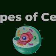 Types Of Cells Don T Memorise