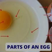 PARTS OF AN EGG Parts Of An Egg And Their Functions Science Lesson