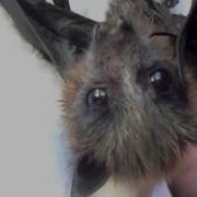 Cute Baby Bat Called Sparrow Squeaks