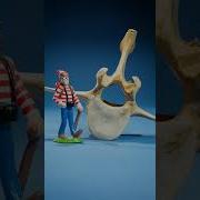 Mouse Vertebrae Vs Whale Vertebrae
