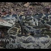 Giant Indian Rock Python Lunges At Camera Man While Sitting Coiled