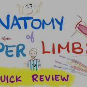 Anatomy Of The Upper Limbs Extremities Brachial Plexus Quick Review