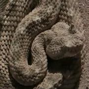 Crotalus C Cercobombus Sonoran Desert Sidewinder