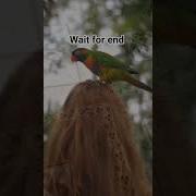 Wait For End Zarooratrishta Caketraining Funny