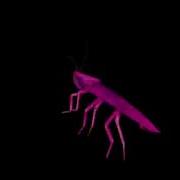 Rainbow Cockroach Spinning