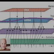 Transcriptomics Proteomics