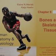 Anatomy And Physiology Ch 6 Notes Bones And Skeletal Tissue Part 1
