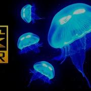 Amazing Jellyfish Aquarium In 4K HDR Soothing Relaxing Music Great For Oled HDR TV S